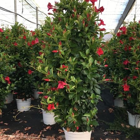 Dipladenia Piramide | Piramide Bicolor |  P.27cm -  H.170 cm