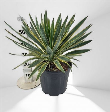 Yucca Gloriosa variagata 15Ltr |  P.30cm -  H.80 cm