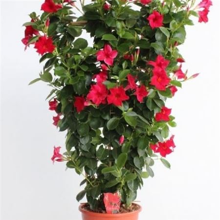 Dipladenia Rekje | Rekje Bicolor |  P.32cm -  H.180 cm