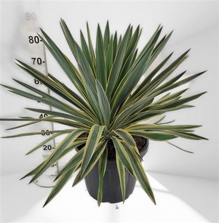 Yucca Gloriosa variagata 30Ltr |  P.40cm -  H.80 cm