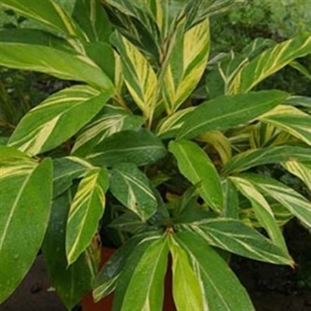 Alpinia Zerumbet Variegata |  P.40cm -  H.240 cm