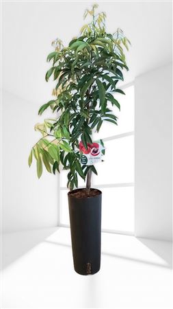 Litchi Kwai May Pink - 7ltr Cone |  P.17cm -  H.100 cm