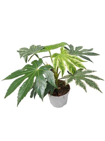 Fatsia Jap | Aralia Spider Web |  P.17cm -  H.45 cm