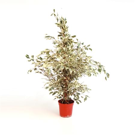 Ficus Benjamina Twilight |  P.17cm -  H.90 cm