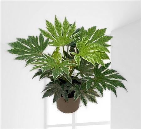 Fatsia Jap | Aralia Spider Web |  P.24cm -  H.55 cm