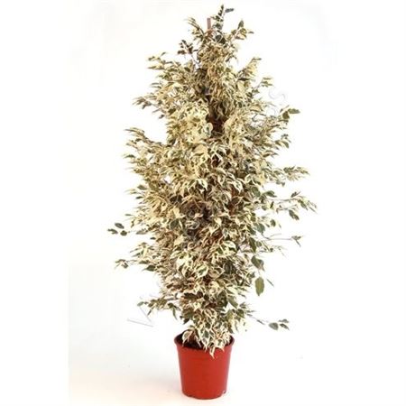 Ficus Benjamina Twilight |  P.20cm -  H.120 cm