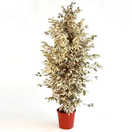 Ficus Benjamina Twilight |  P.22cm -  H.150 cm