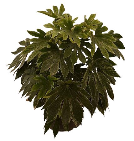Fatsia Jap | Aralia Spider Web |  P.27cm -  H.65 cm