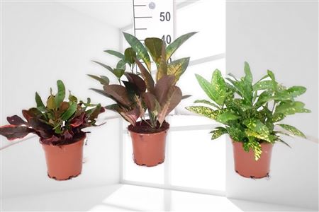 Codiaeum Variegatum 'mix' |  P.14cm -  H.45 cm