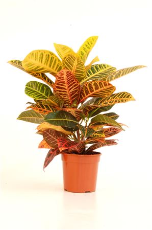 Codiaeum Variegatum 'mix' |  P.17cm -  H.80 cm
