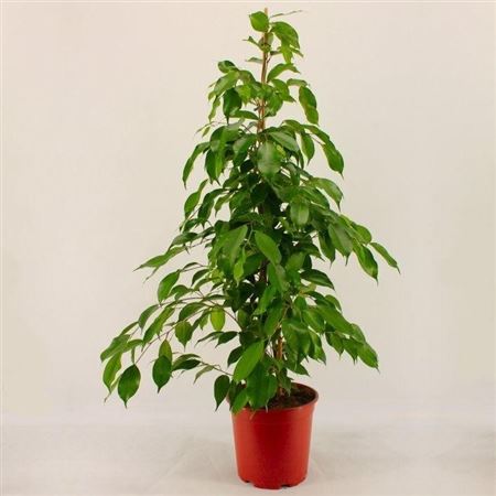 Ficus Benjamina Exotica |  P.17cm -  H.90 cm
