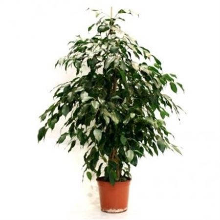 Ficus Benjamina Exotica |  P.20cm -  H.120 cm
