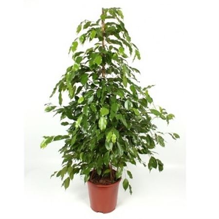 Ficus Benjamina Exotica |  P.22cm -  H.150 cm