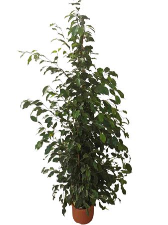 Ficus Benjamina Exotica |  P.25cm -  H.180 cm