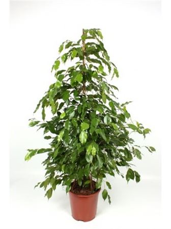 Ficus Benjamina Exotica |  P.30cm -  H.150 cm