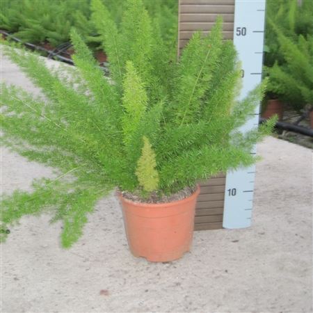 Asparagus Densiflorus 'myersii' |  P.17cm -  H.50 cm
