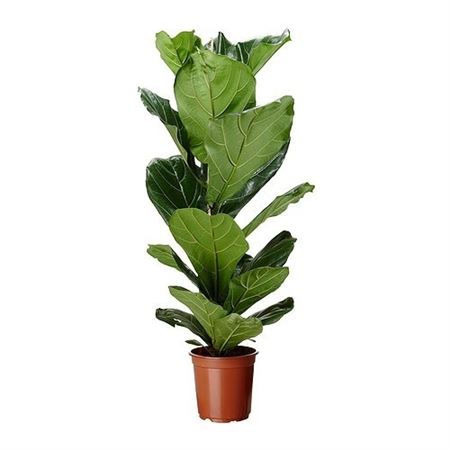 Ficus Lyrata 1PP |  P.17cm -  H.90 cm