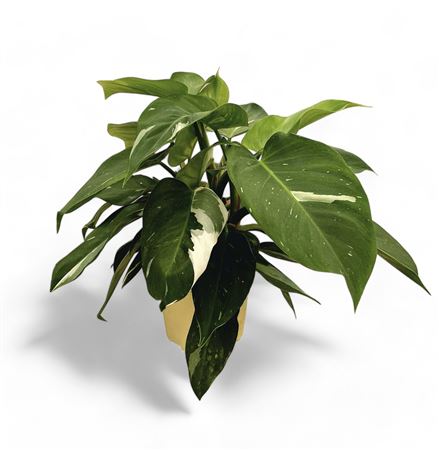 Philodendron Ilsemanii Yellow |  P.17cm -  H.60 cm
