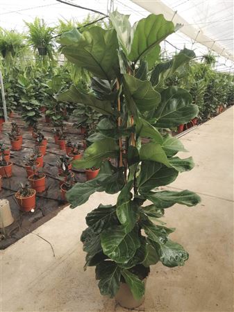 Ficus Lyrata 3PP |  P.22cm -  H.120 cm