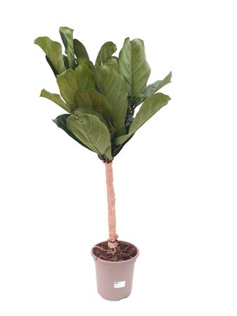 Ficus Lyrata Jutte |  P.24cm -  H.120 cm