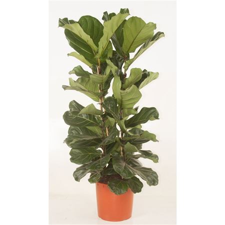 Ficus Lyrata |  P.25cm -  H.130 cm