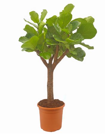 Ficus Lyrata "Character" |  P.25cm -  H.150 cm