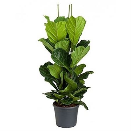 Ficus Lyrata 3PP |  P.35cm -  H.180 cm