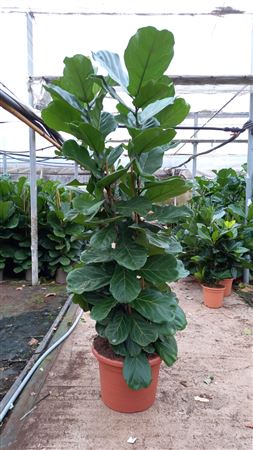 Ficus Lyrata |  P.40cm -  H.210 cm
