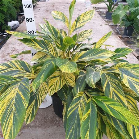 Alpinia Zerumbet Variegata |  P.35cm -  H.140 cm