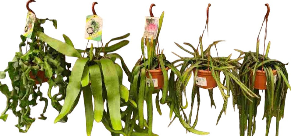 Cactus Mix Hang | Colgar |  P.15cm -  H.25 cm