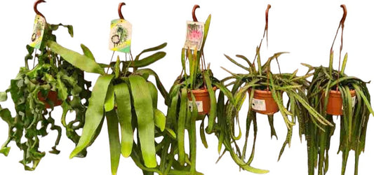 Cactus Mix Hang | Colgar |  P.15cm -  H.25 cm