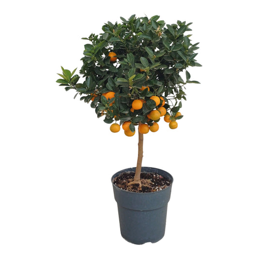 Calamondin Citrus Stamm |  P.23cm H.90 cm