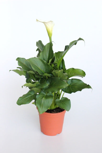 Calla Aethiopica |  P.20cm H.60 cm