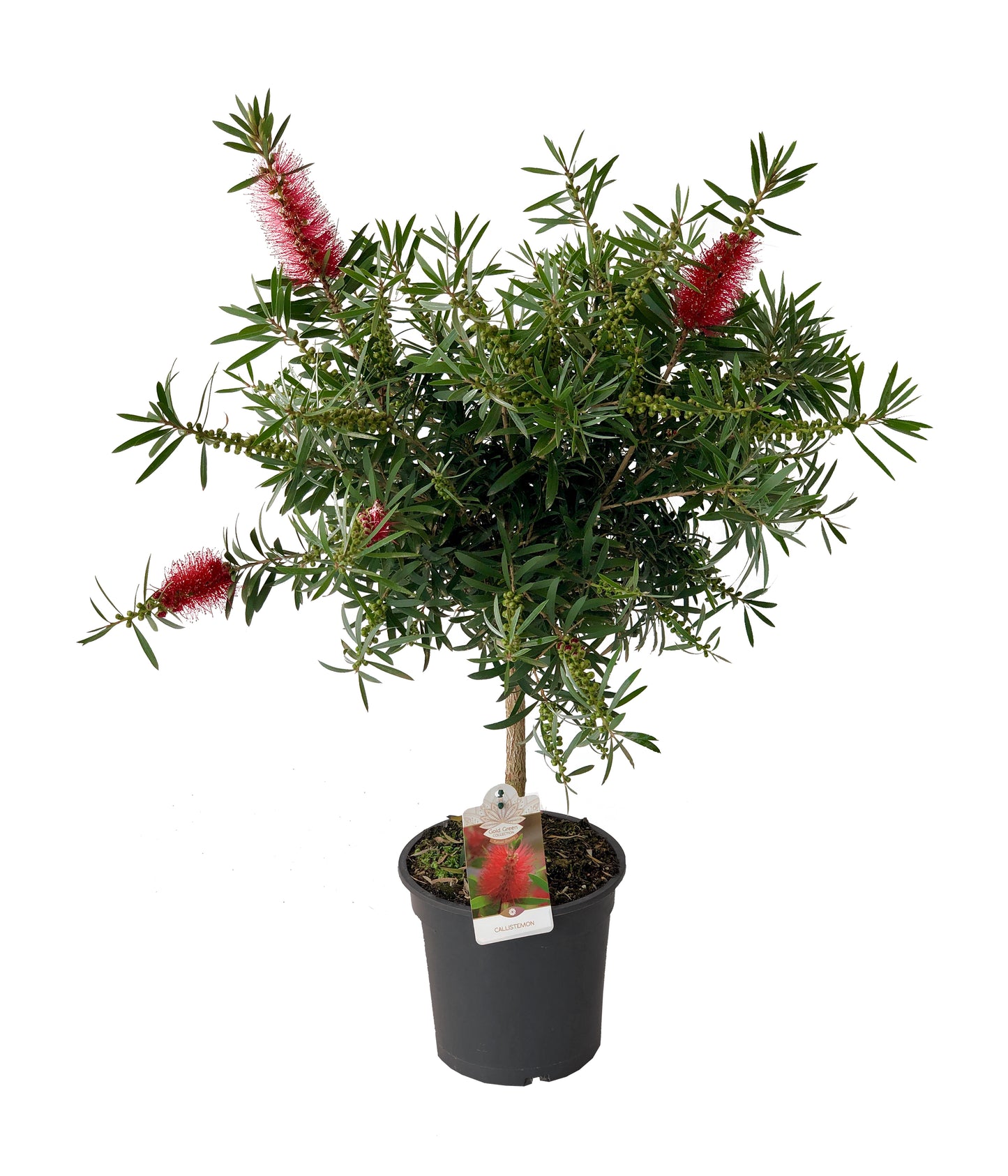 Callistemon Stamm |  P.21cm H.90 cm