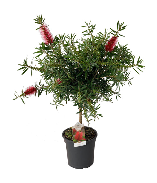 Callistemon Stamm |  P.21cm H.90 cm