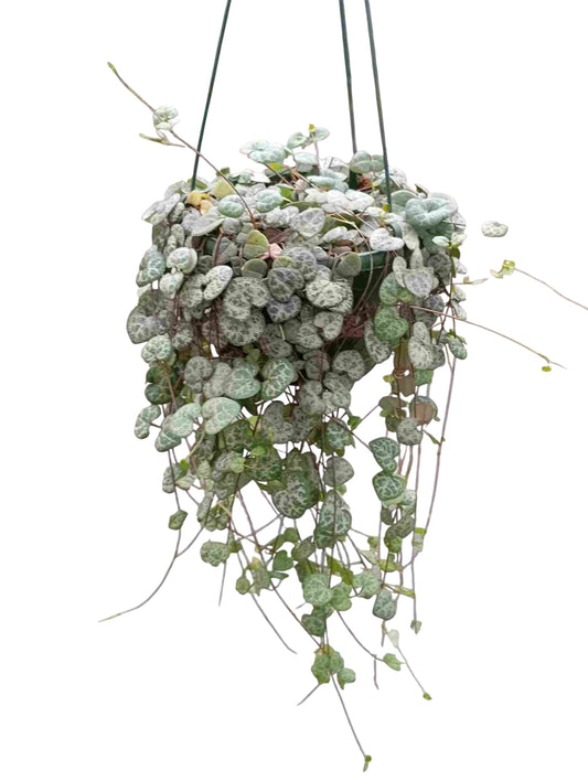 Ceropegia woodii |  P.15cm -  H.30 cm