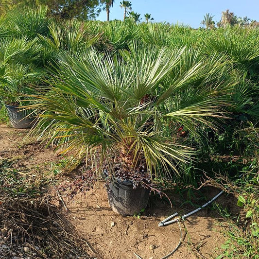 Chamaerops Humilis |  P.50cm H.140 cm