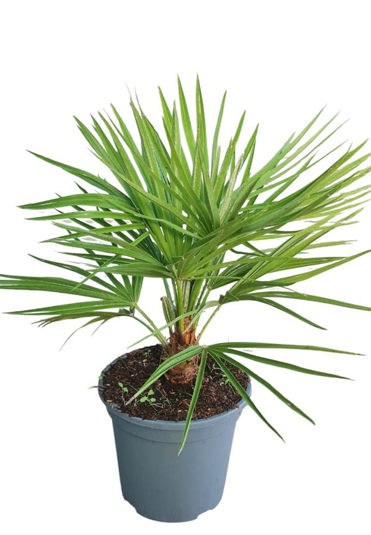 Chamaerops humilis 20 cm 3,5L |  P.20cm -  H.80 cm
