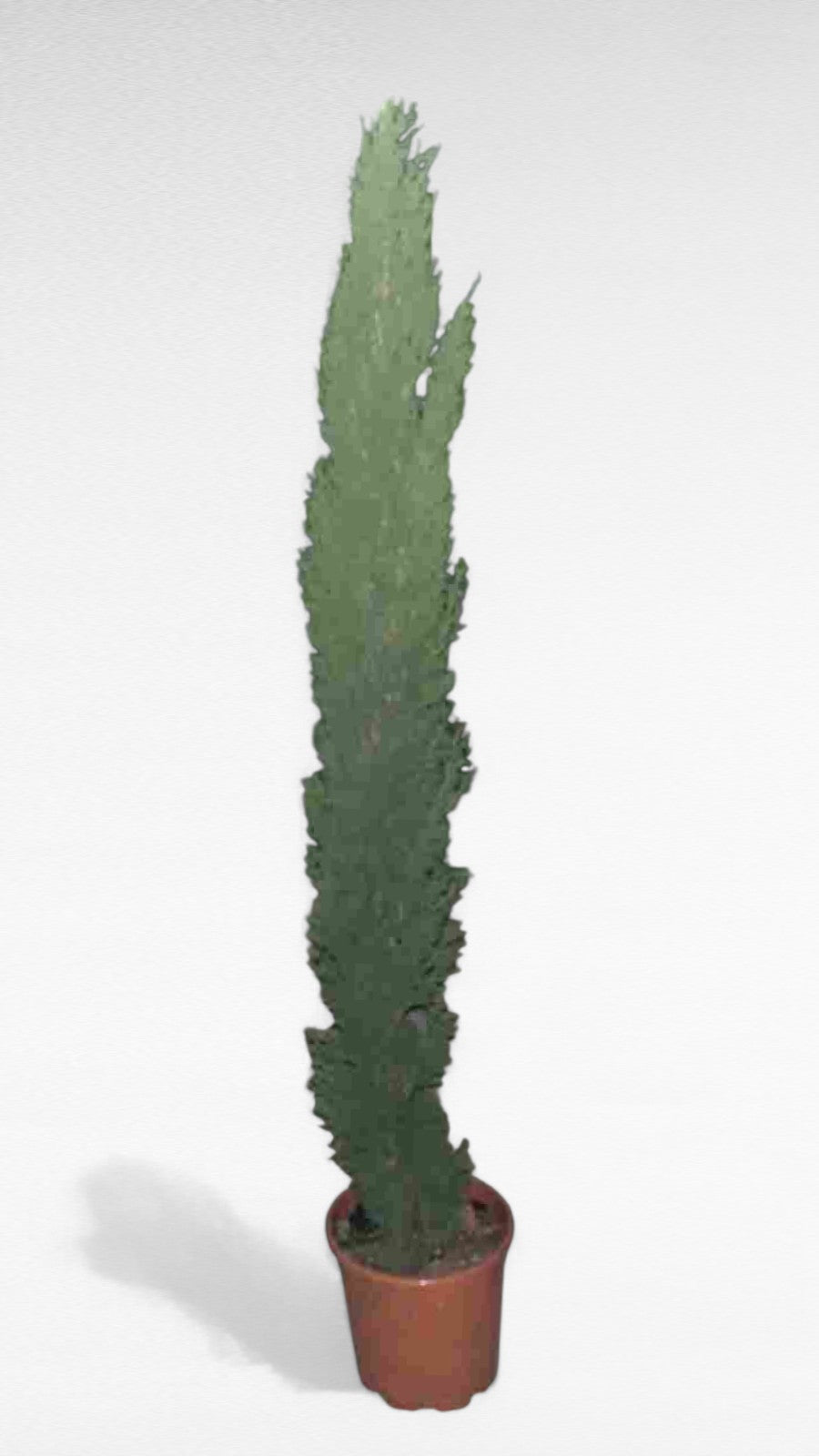 Cupresus Totem |  P.23cm H.120 cm