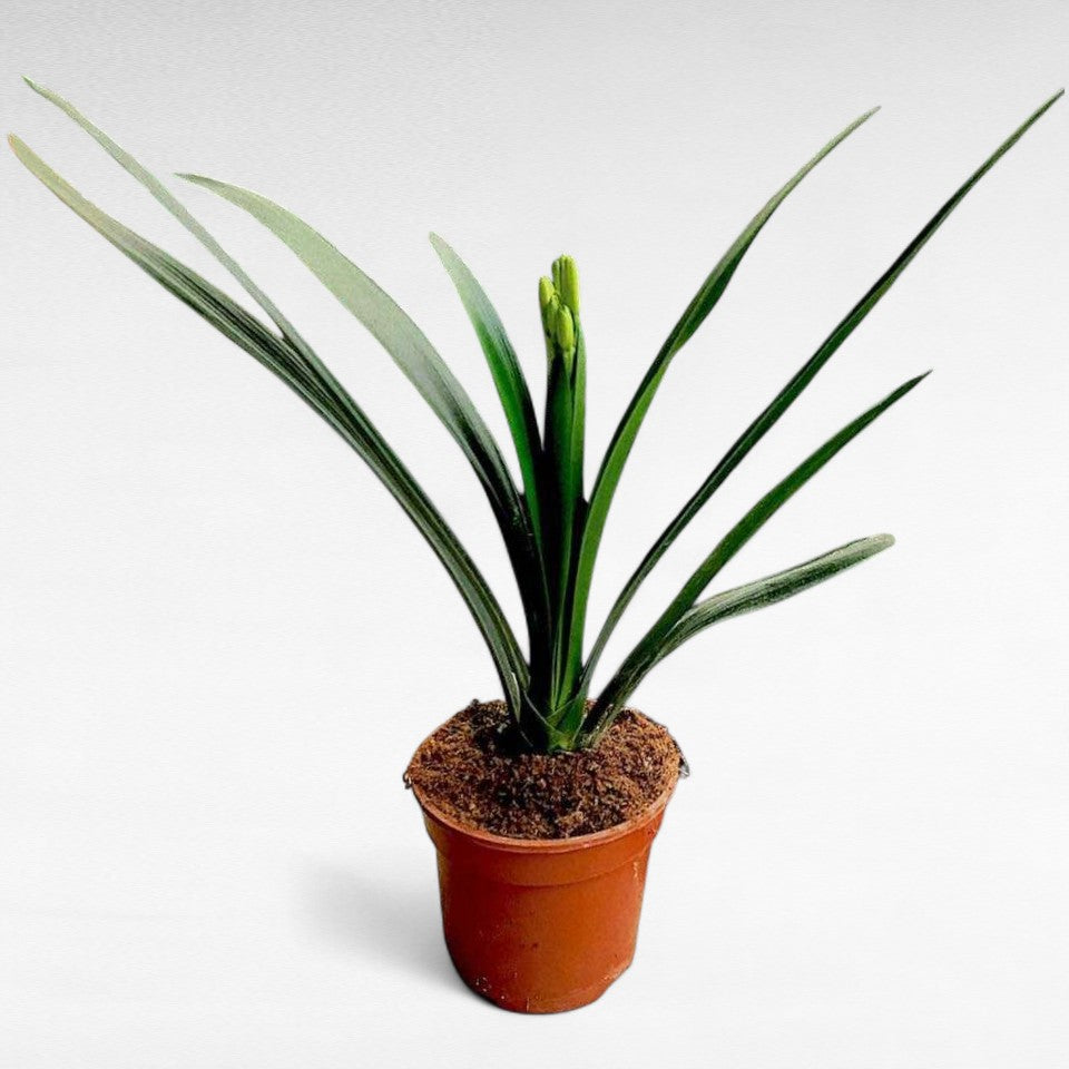 Clivia Miniata |  P.14cm H.50 cm