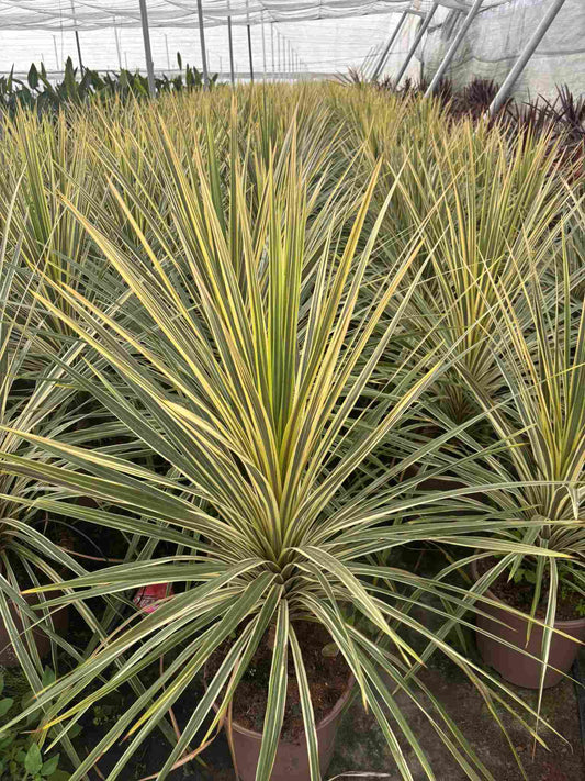 Cordyline Mix |  P.27cm H.100 cm