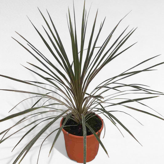Cordyline Mix |  P.22cm H.70 cm