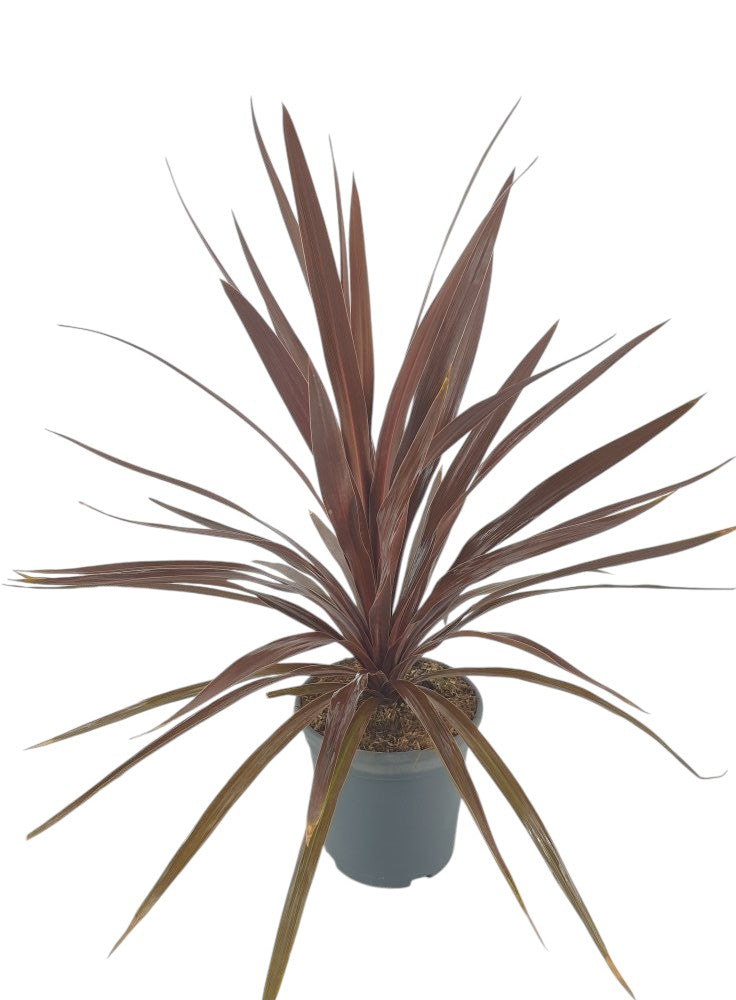 Cordyline Black Night  |  P.20cm -  H.60 cm