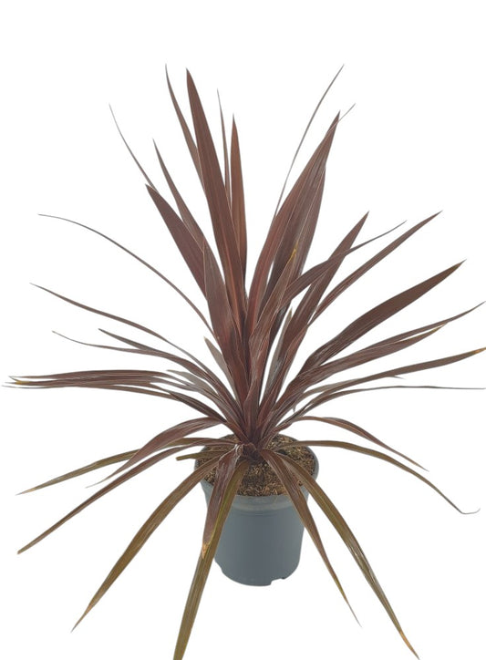 Cordyline Black Night  |  P.20cm -  H.60 cm