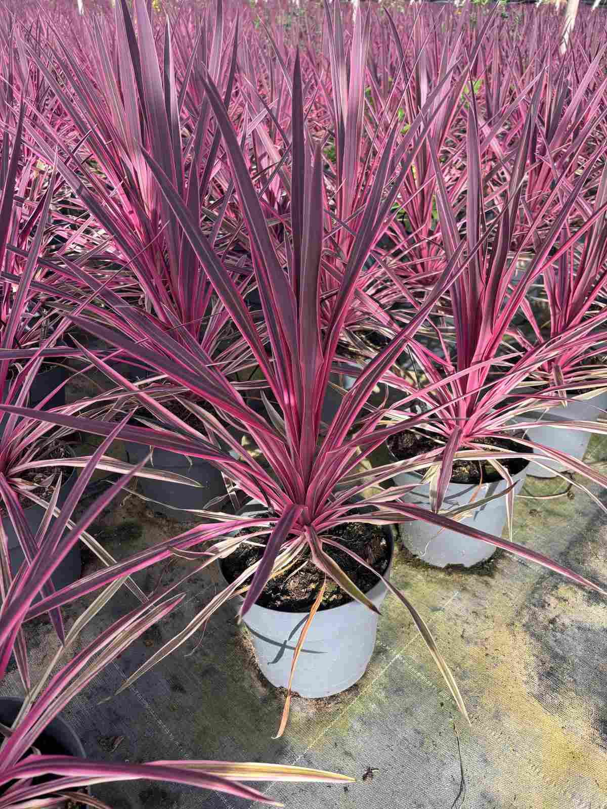 Cordyline Australis Pink Passion |  P.20cm H.60 cm