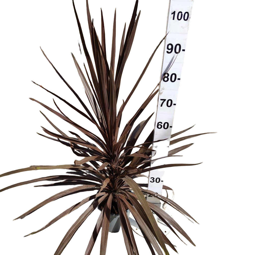 Cordyline Australis 'red Star' |  P.20cm -  H.60 cm