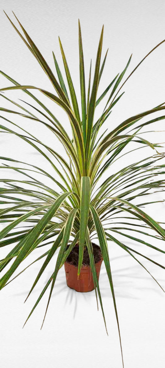 Cordyline Variegata |  P.20cm H.60 cm