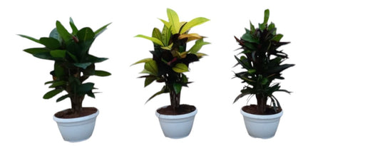 Codiaeum Branch Mix 8" Tr 30 cm |  P.17cm -  H.50 cm