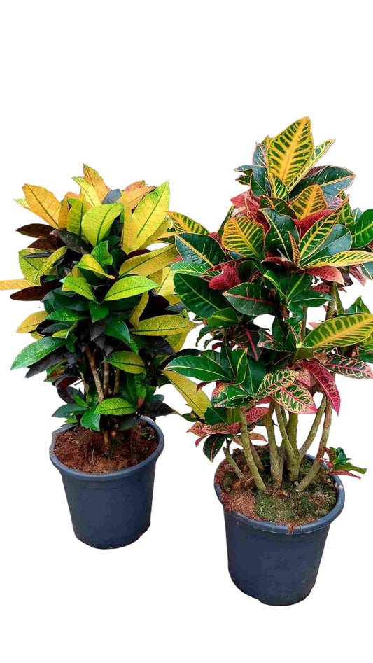 Codiaeum Branch Mix 18" Tr 45 cm |  P.25cm -  H.70 cm