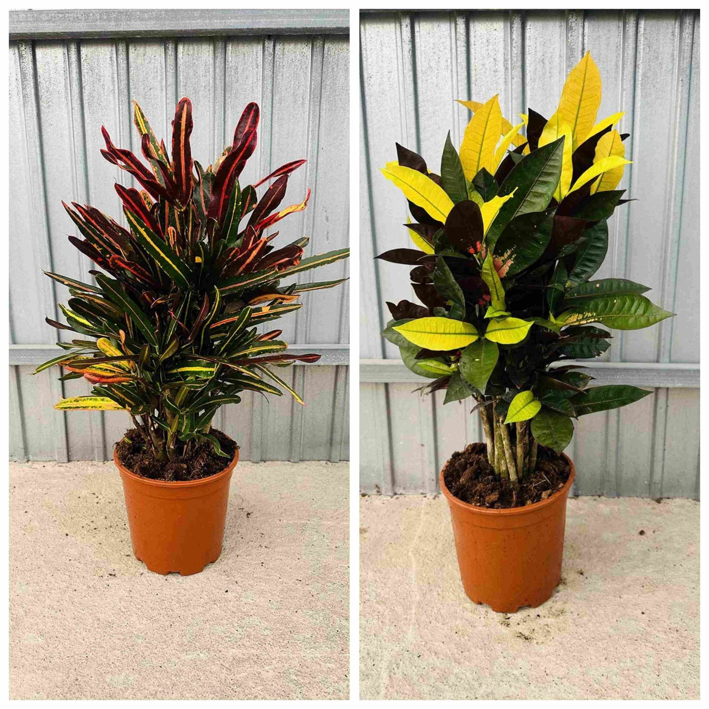 Codiaeum Mix  |  P.20cm -  H.60 cm